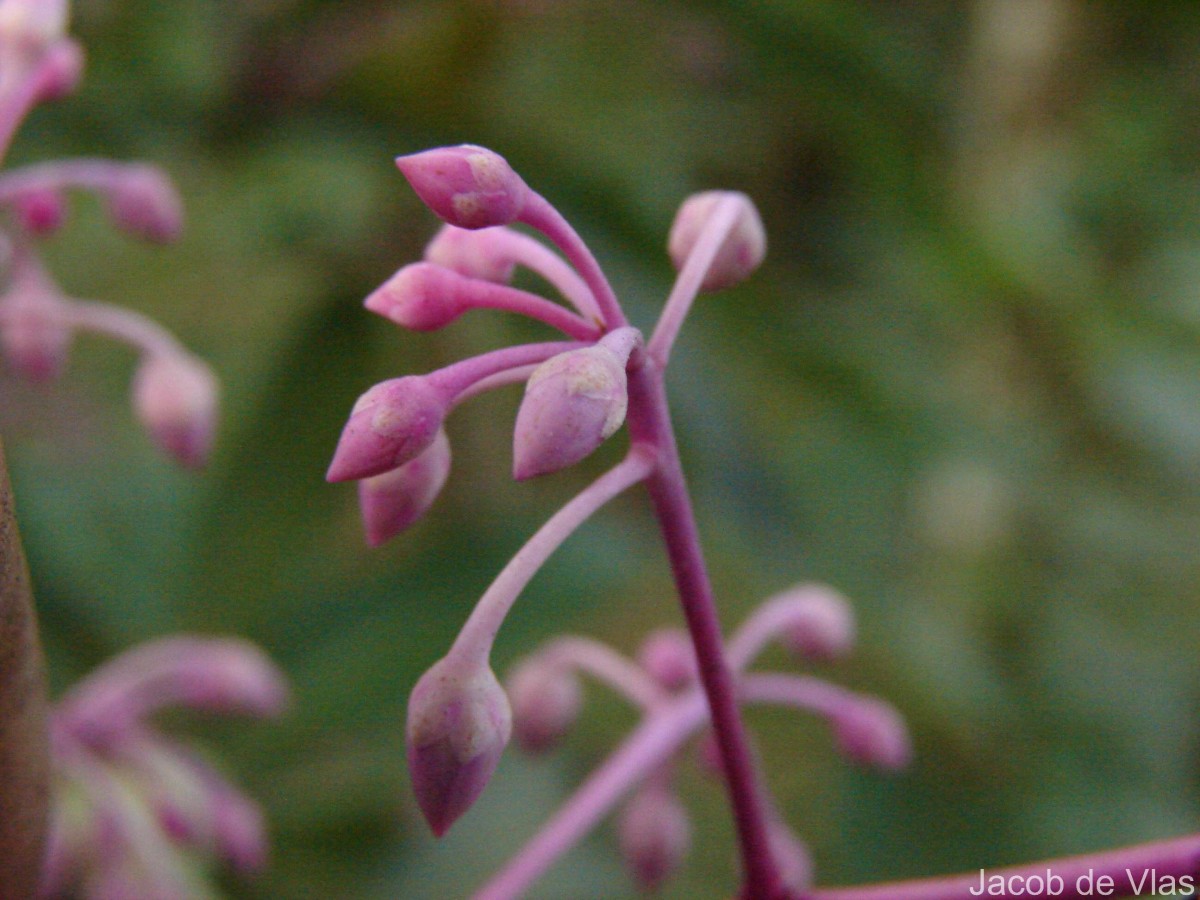 Ardisia rothii A.DC.